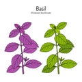 Basil, Thai basil, or sweet basil, culinary and aromatic herb