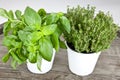 Basil and thyme