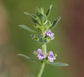 Basil thyme or spring savory, Clinopodium acinos