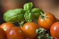 Basil and tomatoes