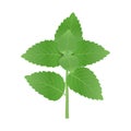 Basil tree leaf or tulsi 