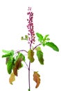 Basil tulasi flower and leaves Royalty Free Stock Photo