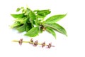 Basil tulasi flower and leaves Royalty Free Stock Photo