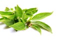 Basil tulasi leaves Royalty Free Stock Photo