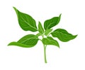 Basil Twig as Kitchen Herb for Cooking Vector Element