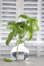 Basil in a vase Royalty Free Stock Photo