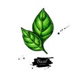 Basil vector drawing. Isolated Basil leaves. Herbal illustration.