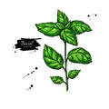 Basil vector drawing. Isolated Basil leaves. Herbal illustration.