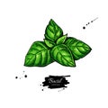 Basil vector drawing. Isolated Basil leaves. Herbal illustration.