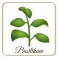 Basil vector herbal herb season italian italy tomato mozarella mediteran