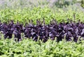 Basil in vegetable garden