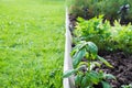 Basil, vegetable and greens garden beds. Gardening. Summer hobby. Close Up