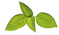 Basil on white Royalty Free Stock Photo