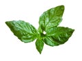 Basil wide leaf isolated herbal plants background