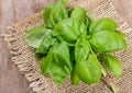 Basil on wooden background