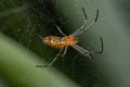 Basilica Orbweaver Spider Royalty Free Stock Photo