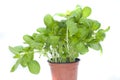Basilicum Royalty Free Stock Photo
