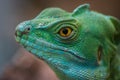 Basilisco iguana Royalty Free Stock Photo