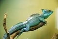 Basiliscus Royalty Free Stock Photo