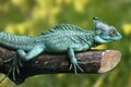 Basiliscus plumifrons Royalty Free Stock Photo