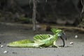 Basiliscus plumifrons, Plumed basilisk, Basilique a plumes Royalty Free Stock Photo