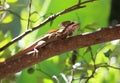 Basiliscus vittatus adult male on a tree branch Royalty Free Stock Photo