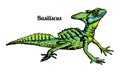 Basilisk Basiliscus mitratus . lizard hand drawn graphic Isolated sketch on white background. Reptile. Color