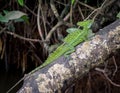 Basilisk Lizard Royalty Free Stock Photo