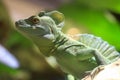 Basilisk lizard on a mexican forets Royalty Free Stock Photo