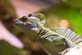 Basilisk lizard on a mexican forets Royalty Free Stock Photo