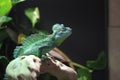 Basilisk lizard on a mexican forets Royalty Free Stock Photo