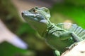 Basilisk lizard on a mexican forets Royalty Free Stock Photo
