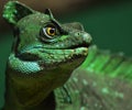 Basilisk Lizard Royalty Free Stock Photo