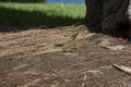 Basilisk Lizard on pine straw with bright yellow stripes and crest Royalty Free Stock Photo