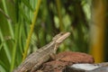 Basilisk lizard portrait on a rock, Costa Rica Royalty Free Stock Photo