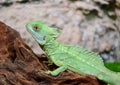 Basilisk lizard sitting on a tree