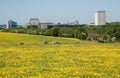 Basingstoke with buttercups Royalty Free Stock Photo