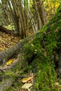 Basis forest trunk old tree covered moss fallen leaves against background floral base Royalty Free Stock Photo