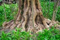 Basis of old tree trunk Royalty Free Stock Photo