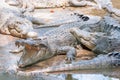 Bask of hungry crocodiles at the mini zoo crocodile farm in Miri.