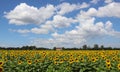 Sunflower field on a sunny day with blue sky and white clouds Royalty Free Stock Photo