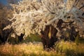 Bask in the serene glow of a blossoming tree, its twisted trunk grounded among rocks Royalty Free Stock Photo
