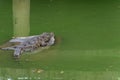 Bask in the sunshine-crocodile-Crocodylus siamensis Royalty Free Stock Photo