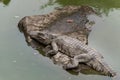 Bask in the sunshine-crocodile-Crocodylus siamensis Royalty Free Stock Photo