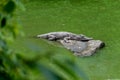 Bask in the sunshine-crocodile-Crocodylus siamensis Royalty Free Stock Photo