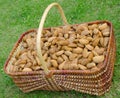Basket of almonds nuts Royalty Free Stock Photo