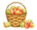 Basket with apple and pear fruits. Thanksgiving or Harvest Day card design. Watercolor drawing