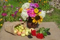 Basket with apples anda bouquet of flowers on the table in the garden Royalty Free Stock Photo