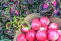 Basket of apples. Closeup of red leaves a coleus plant