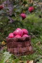 basket of apples in the garden.Harvesting apples. Autumn harvest. Ripe apples. The concept of autumn and agriculture Royalty Free Stock Photo